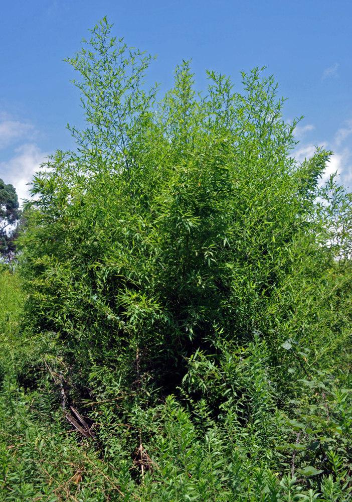 Изображение особи Phyllostachys aurea.