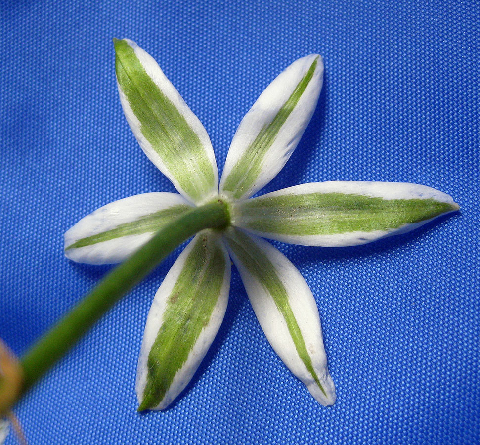 Image of Ornithogalum kochii specimen.