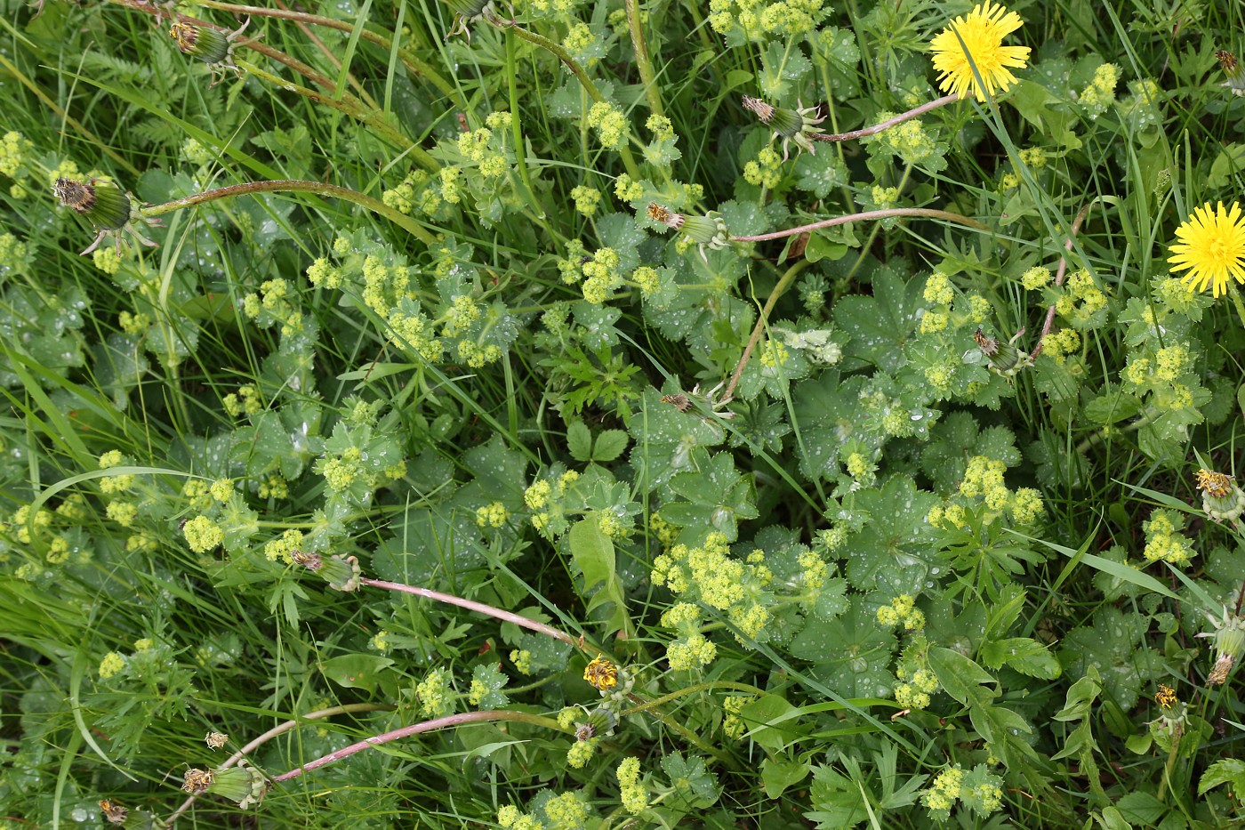 Image of genus Alchemilla specimen.