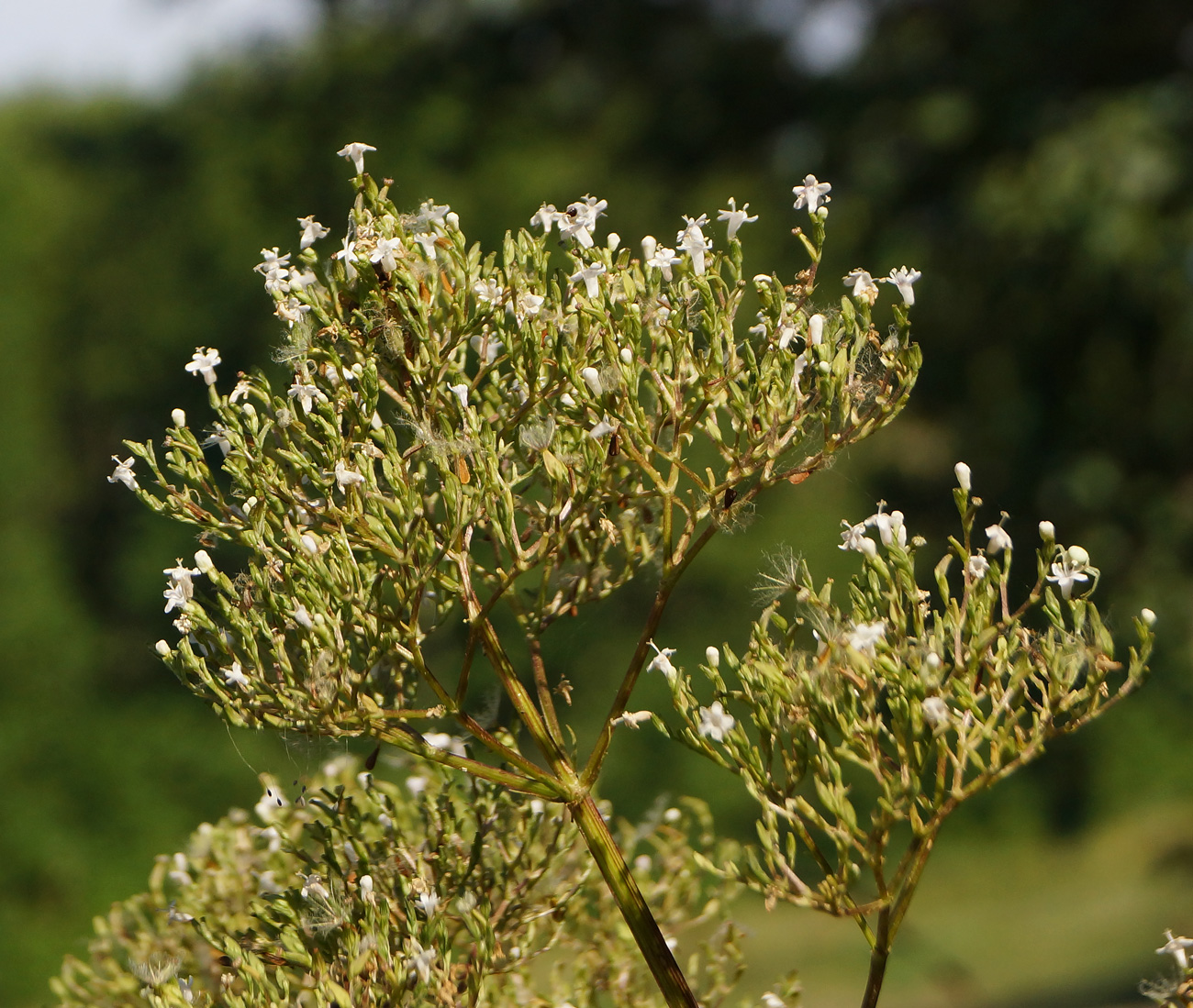 Изображение особи Valeriana dubia.