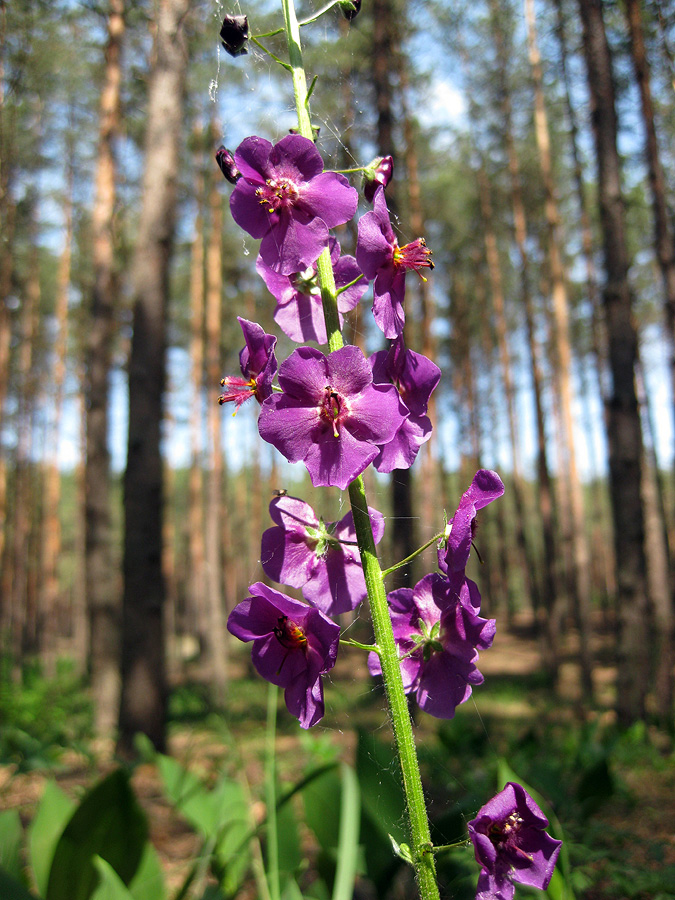 Image of Verbascum phoeniceum specimen.