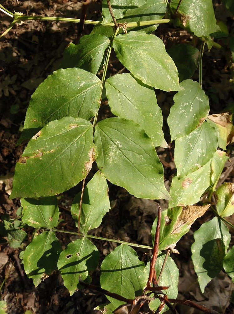 Image of Lathyrus aureus specimen.