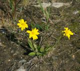 Arnica iljinii