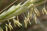 Ammophila arenaria subspecies arundinacea. Часть соцветия. Греция, Эгейское море, северо-восточное побережье о-ва Парос, южная часть пляжа Санта Мария, дюны. 14.04.2018.