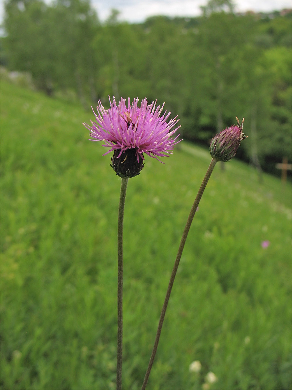 Изображение особи Cirsium pannonicum.