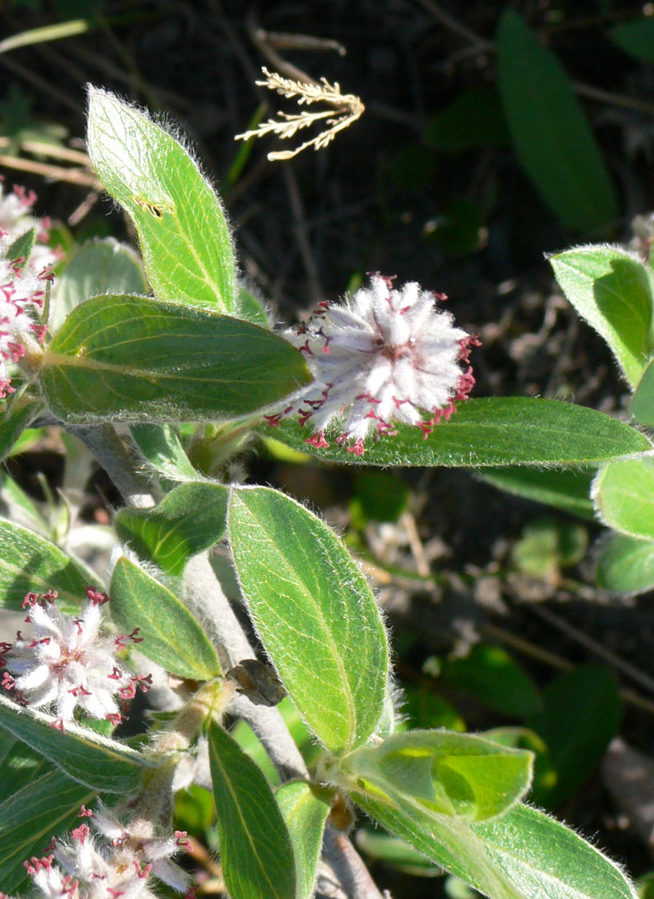 Image of genus Salix specimen.