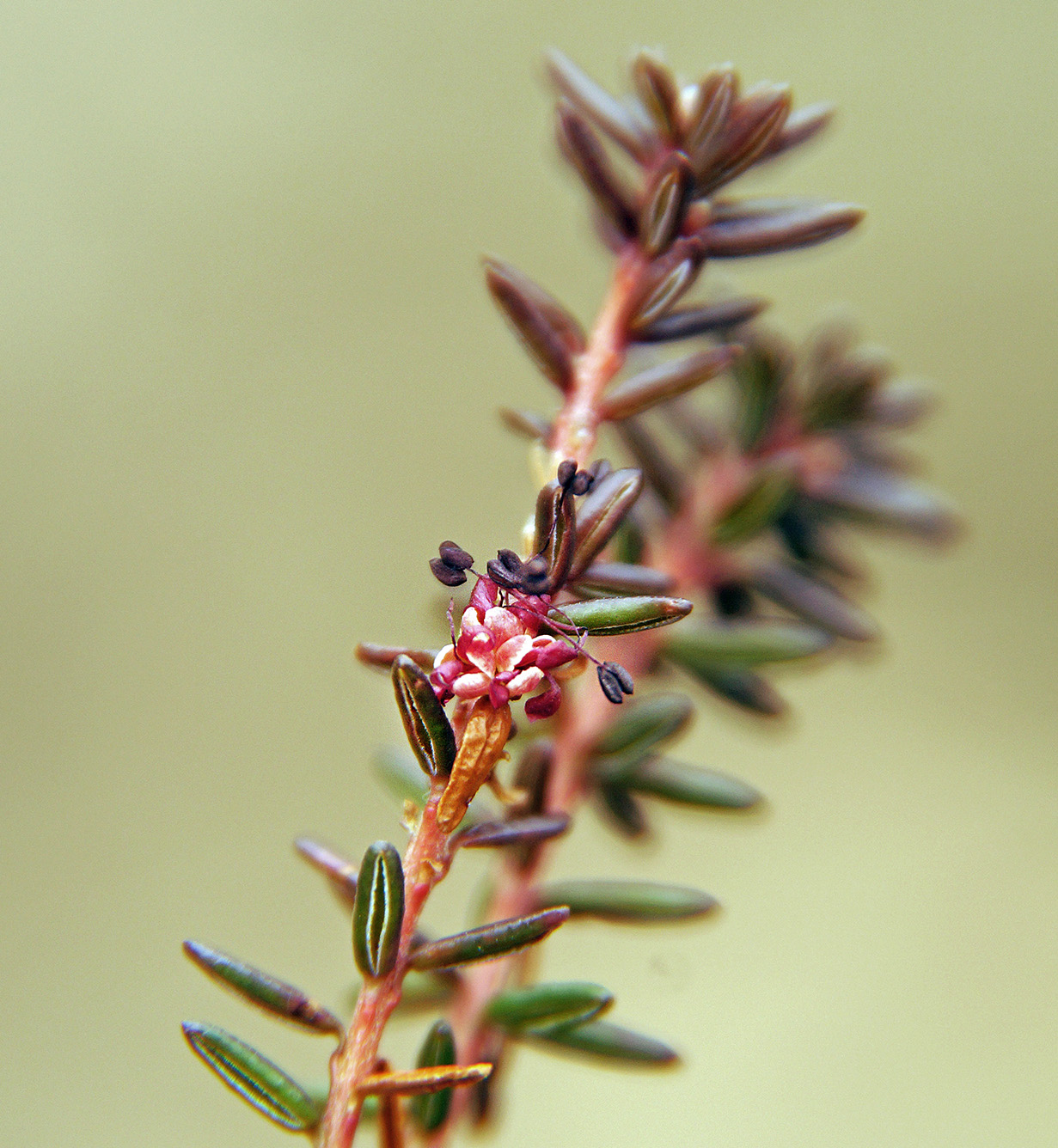 Image of Empetrum stenopetalum specimen.