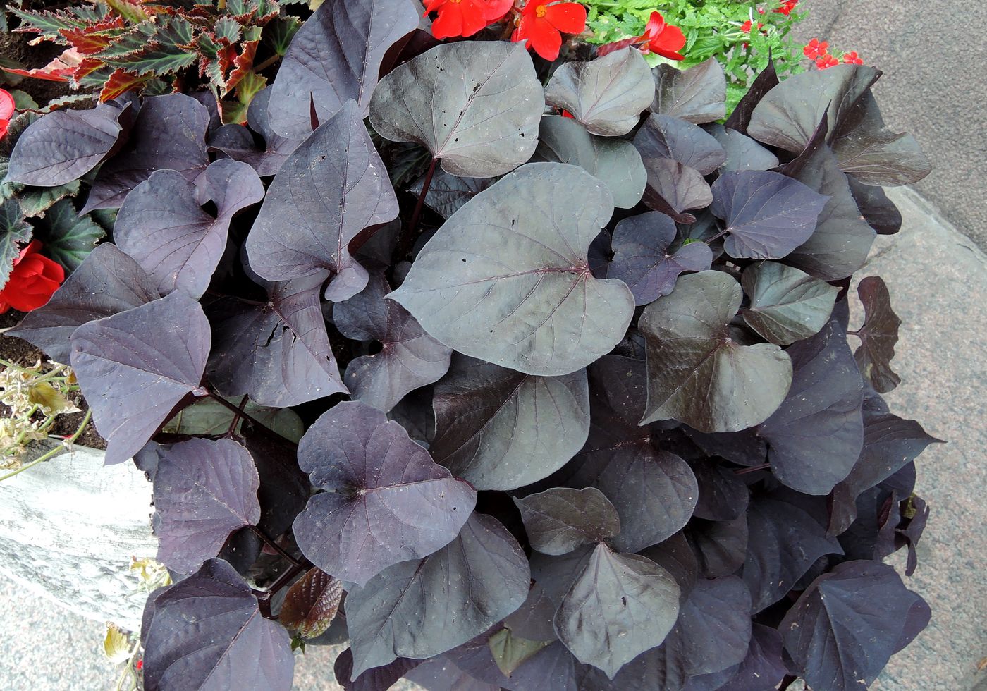 Image of Ipomoea batatas specimen.