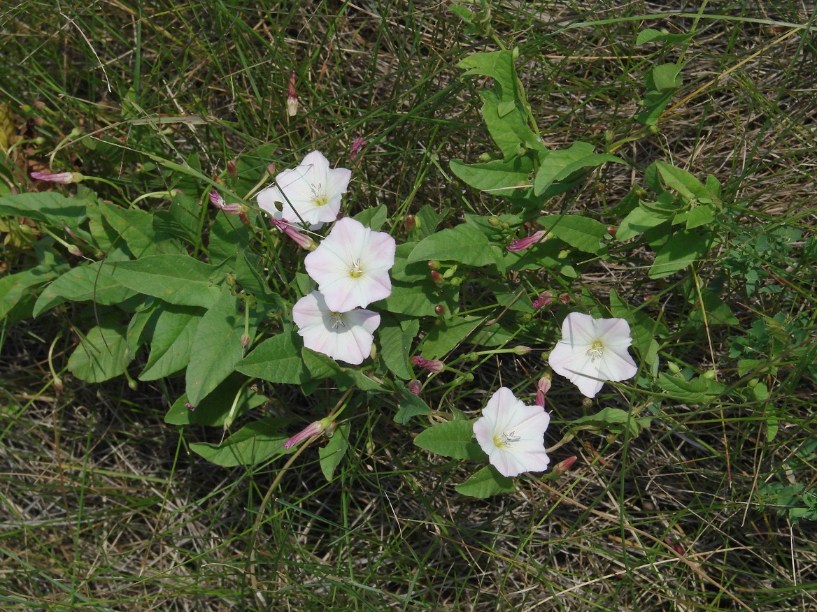 Image of Convolvulus arvensis specimen.