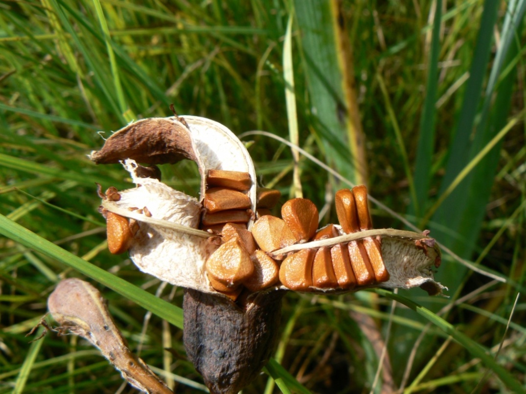 Image of Iris laevigata specimen.