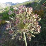 Allium taschkenticum