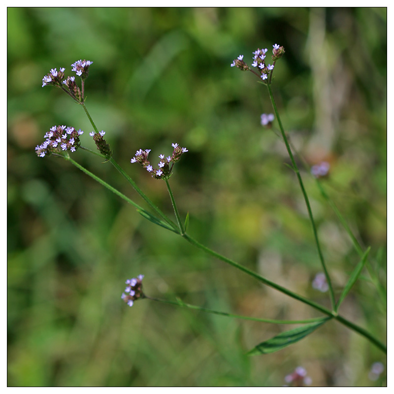 Image of Verbena brasiliensis specimen.