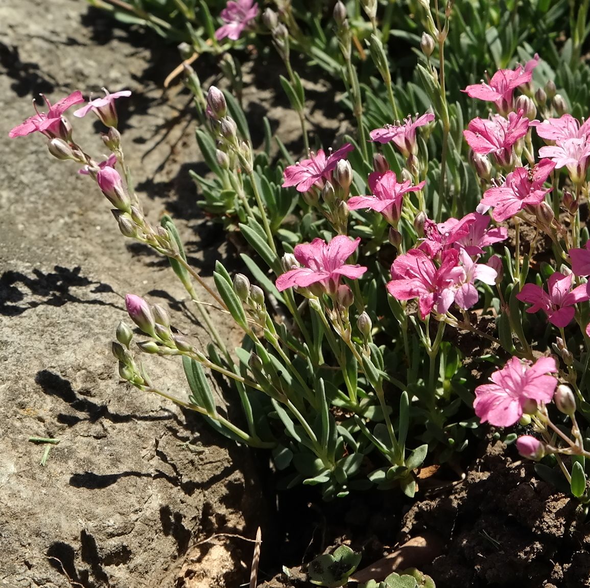 Изображение особи Gypsophila repens.