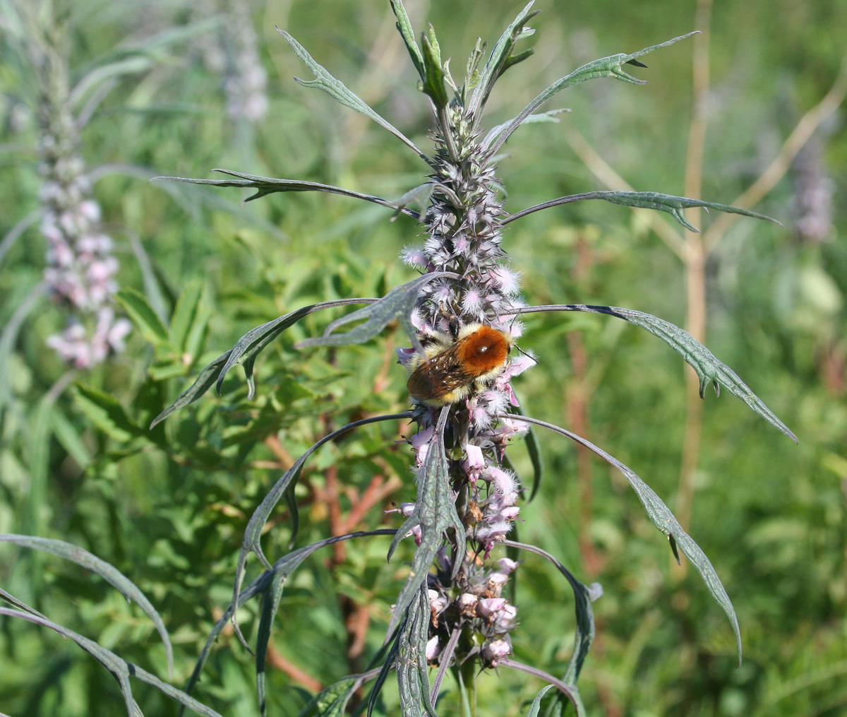 Image of Leonurus glaucescens specimen.