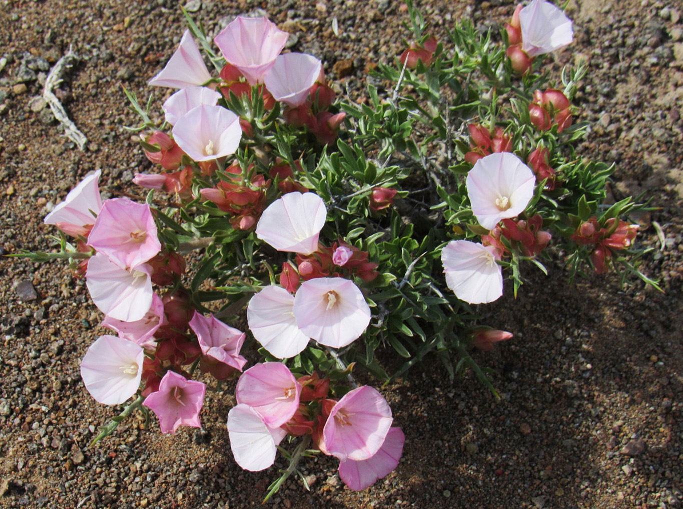 Image of Convolvulus tragacanthoides specimen.