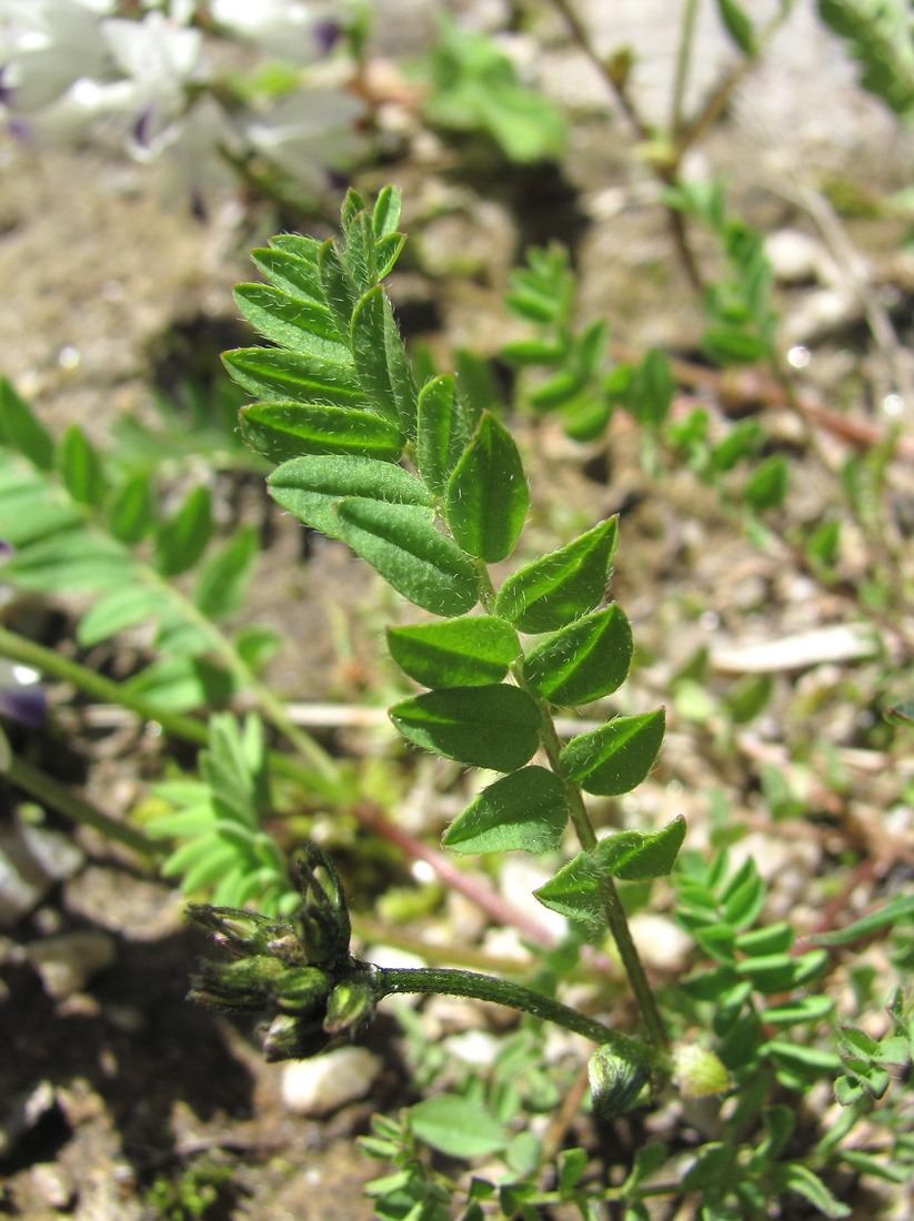 Image of Astragalus alpinus specimen.