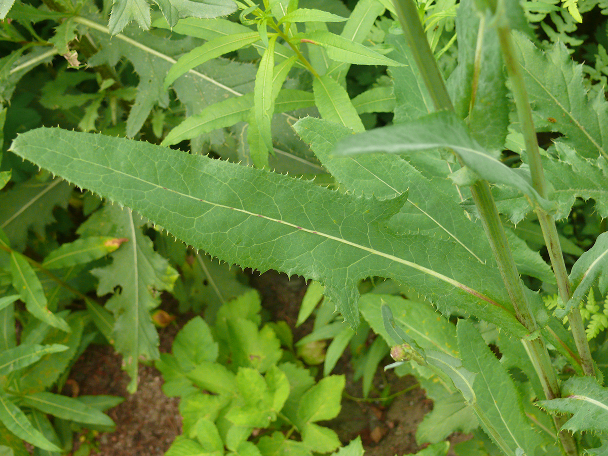 Изображение особи Sonchus arvensis ssp. uliginosus.