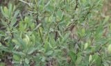 Смотреть изображение Myrica tomentosa