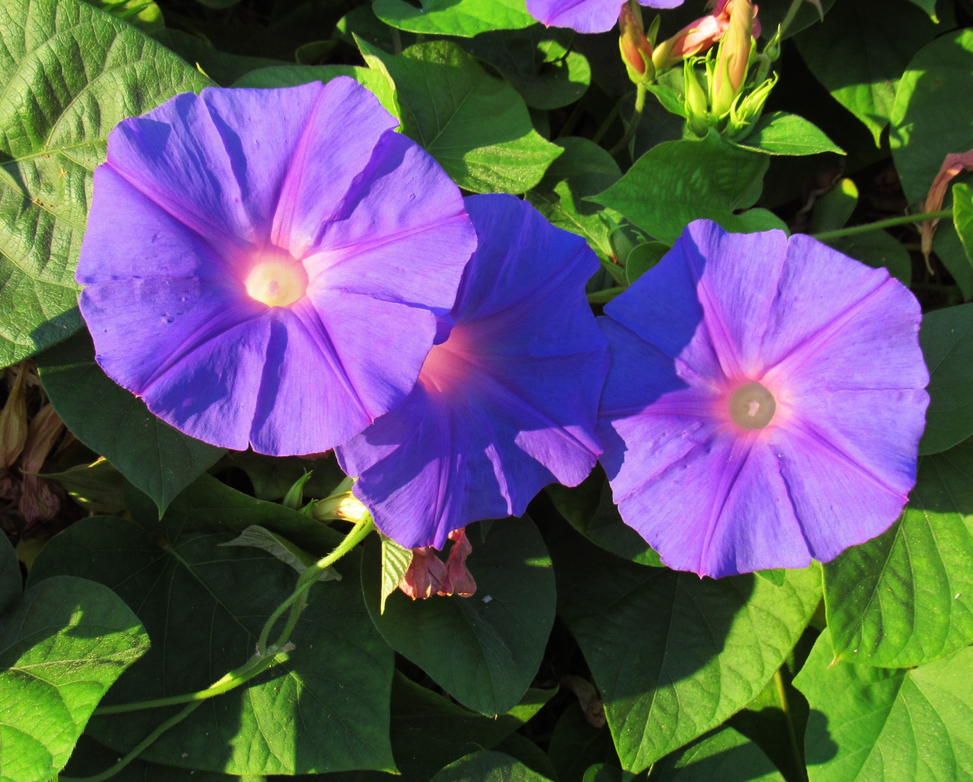 Image of Ipomoea indica specimen.