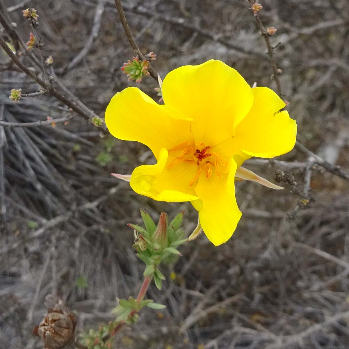 Изображение особи Balbisia peduncularis.