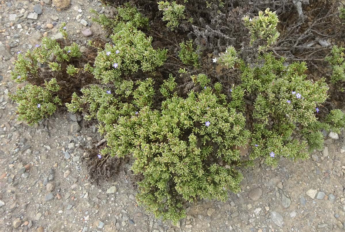 Image of Nolana ramosissima specimen.