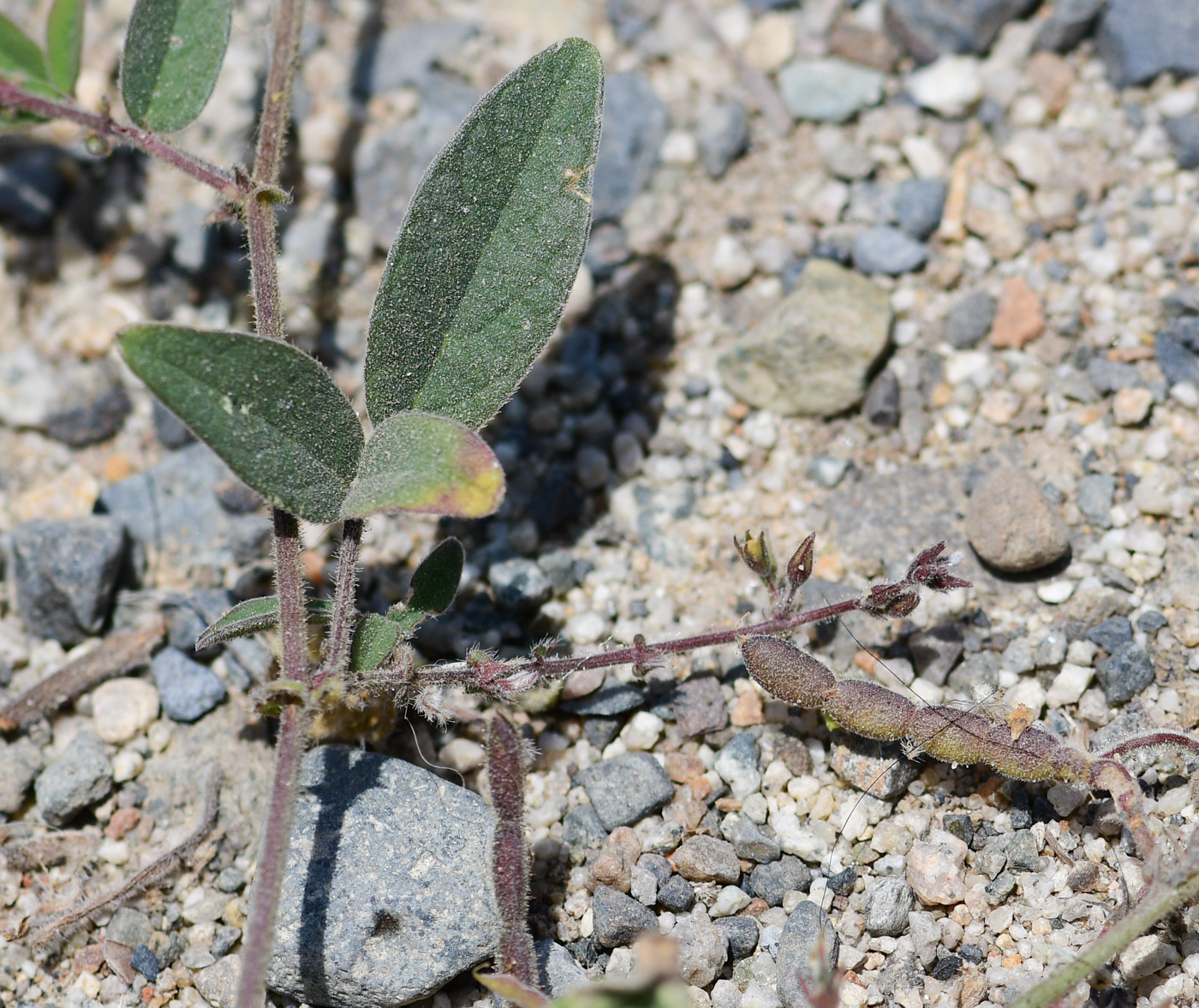 Изображение особи Desmodium scorpiurus.