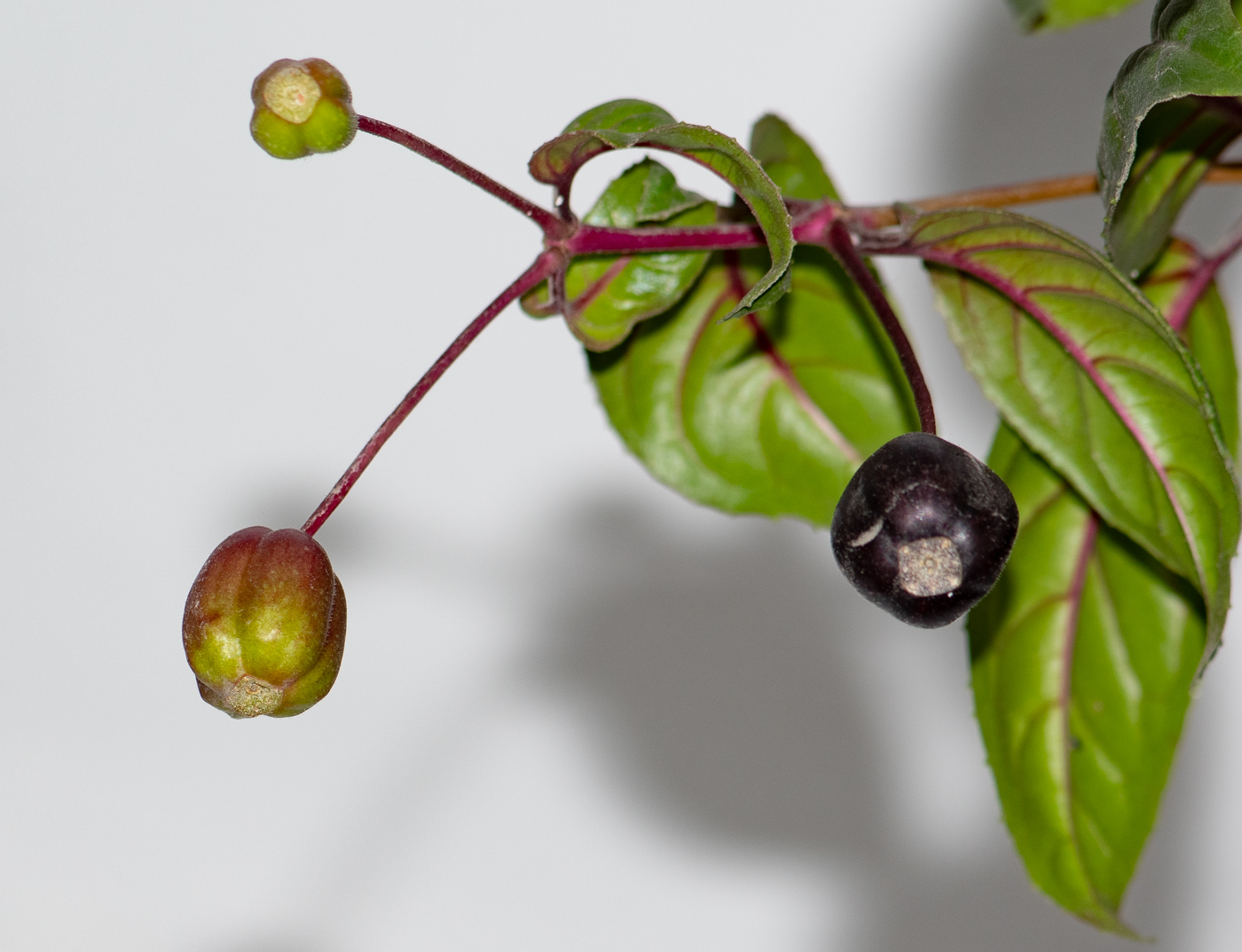 Image of genus Fuchsia specimen.