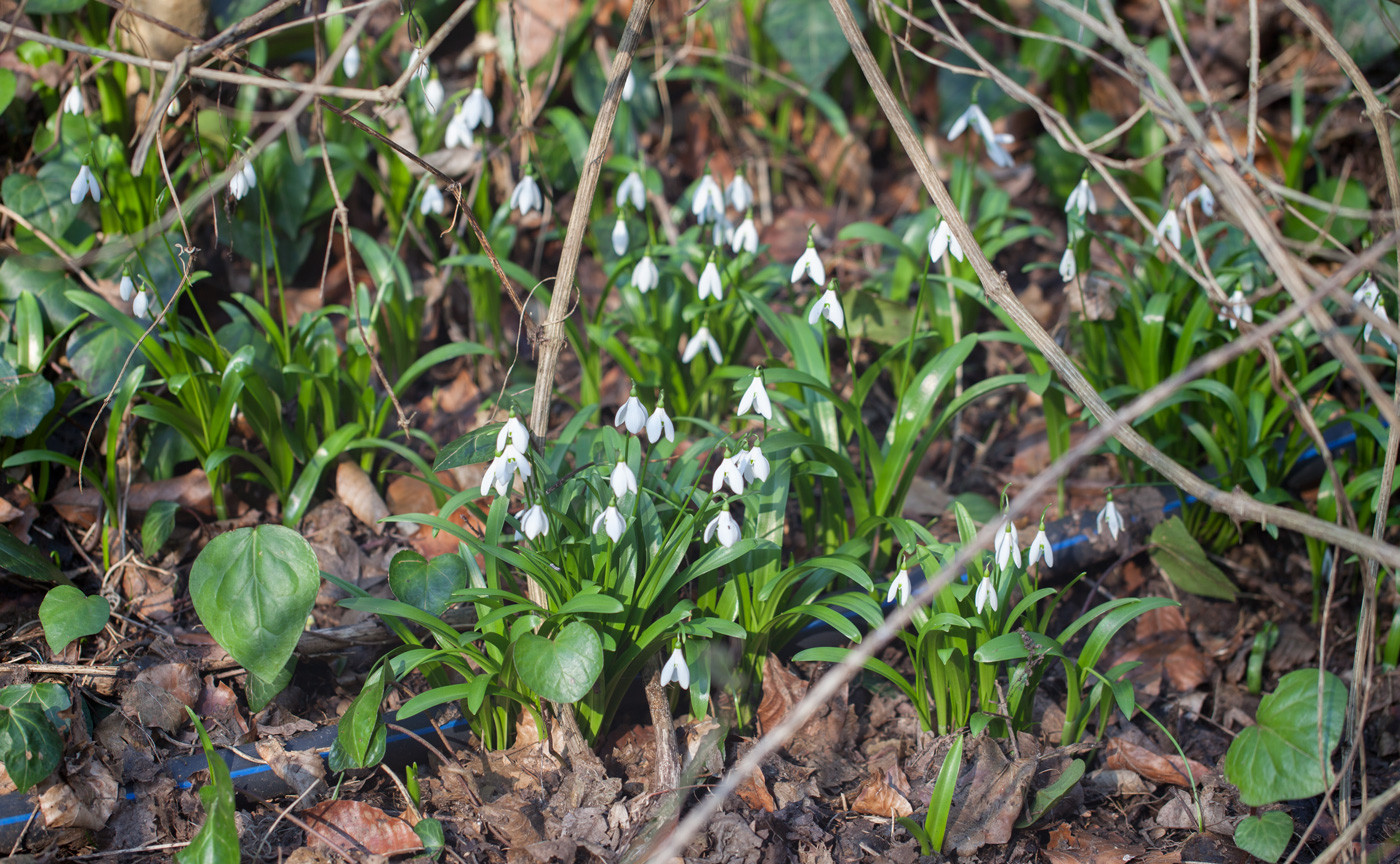 Image of Galanthus woronowii specimen.