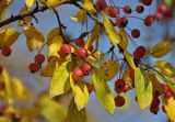 Malus baccata. Часть ветви с плодами и листьями в осенней окраске. Московская обл., г. Железнодорожный, в культуре. 03.10.2019.