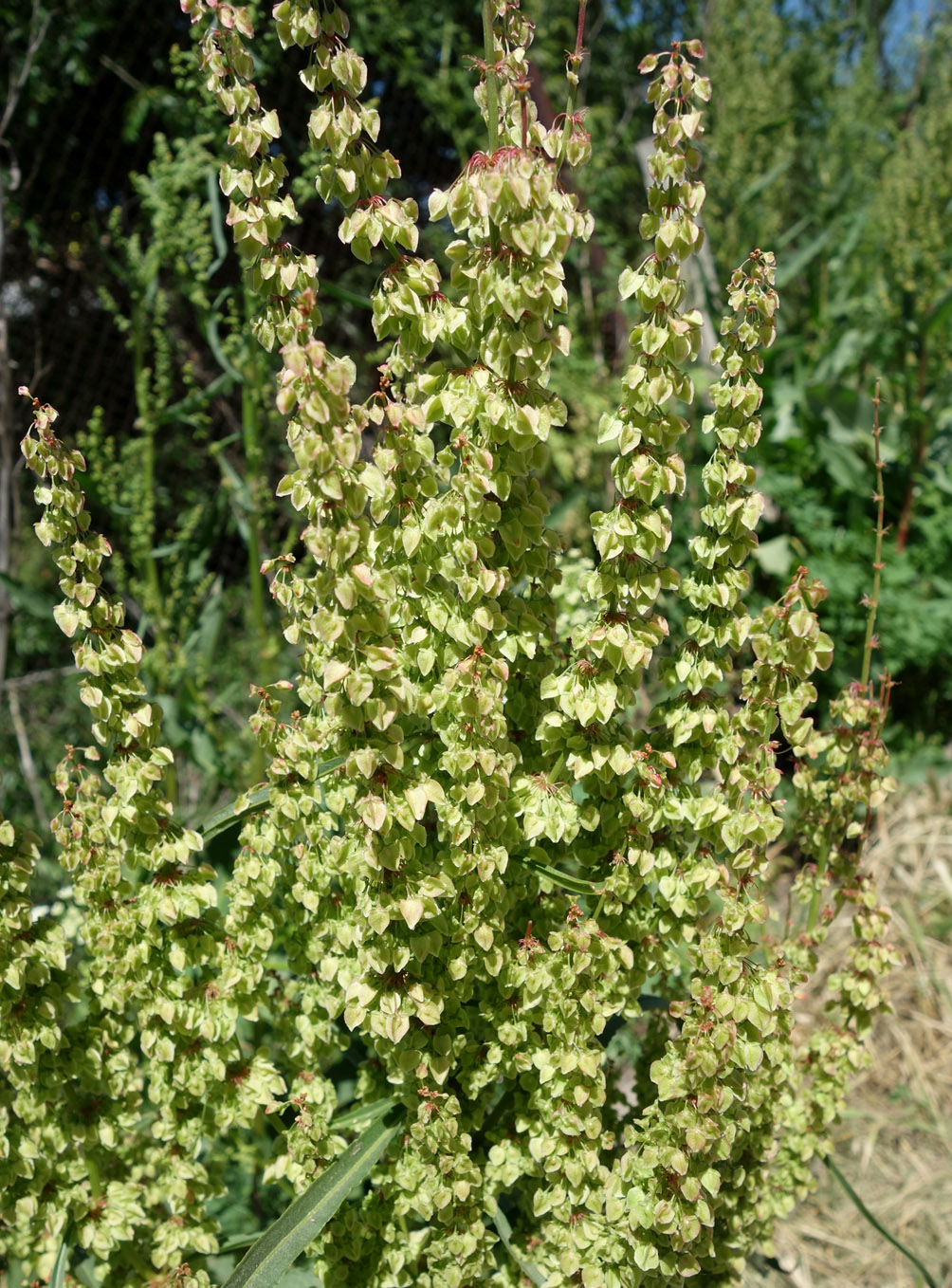 Image of genus Rumex specimen.