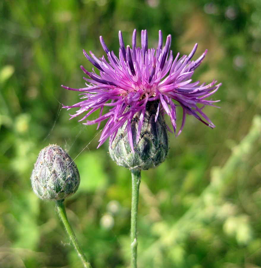 Image of Centaurea adpressa specimen.