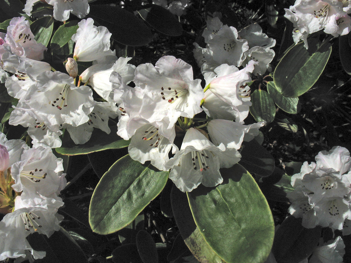 Image of Rhododendron wallichii specimen.