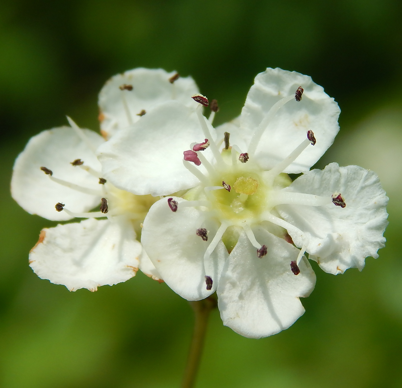 Изображение особи род Crataegus.