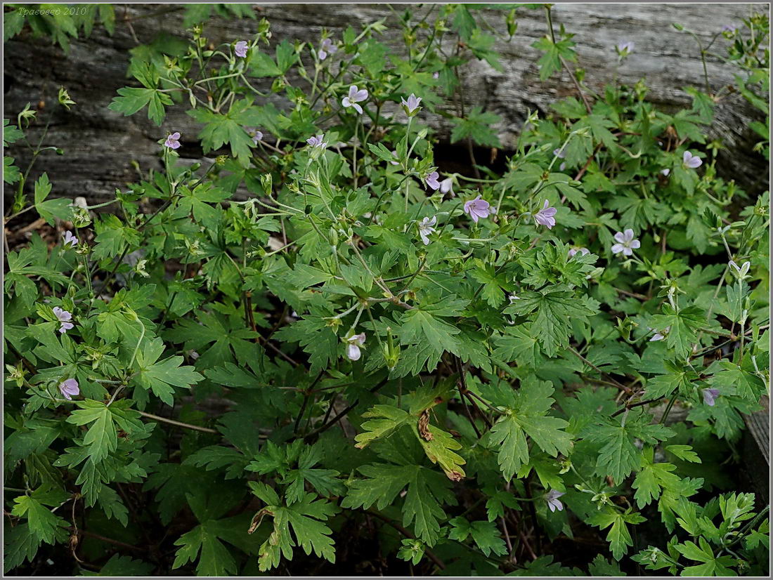 Image of Geranium popovii specimen.