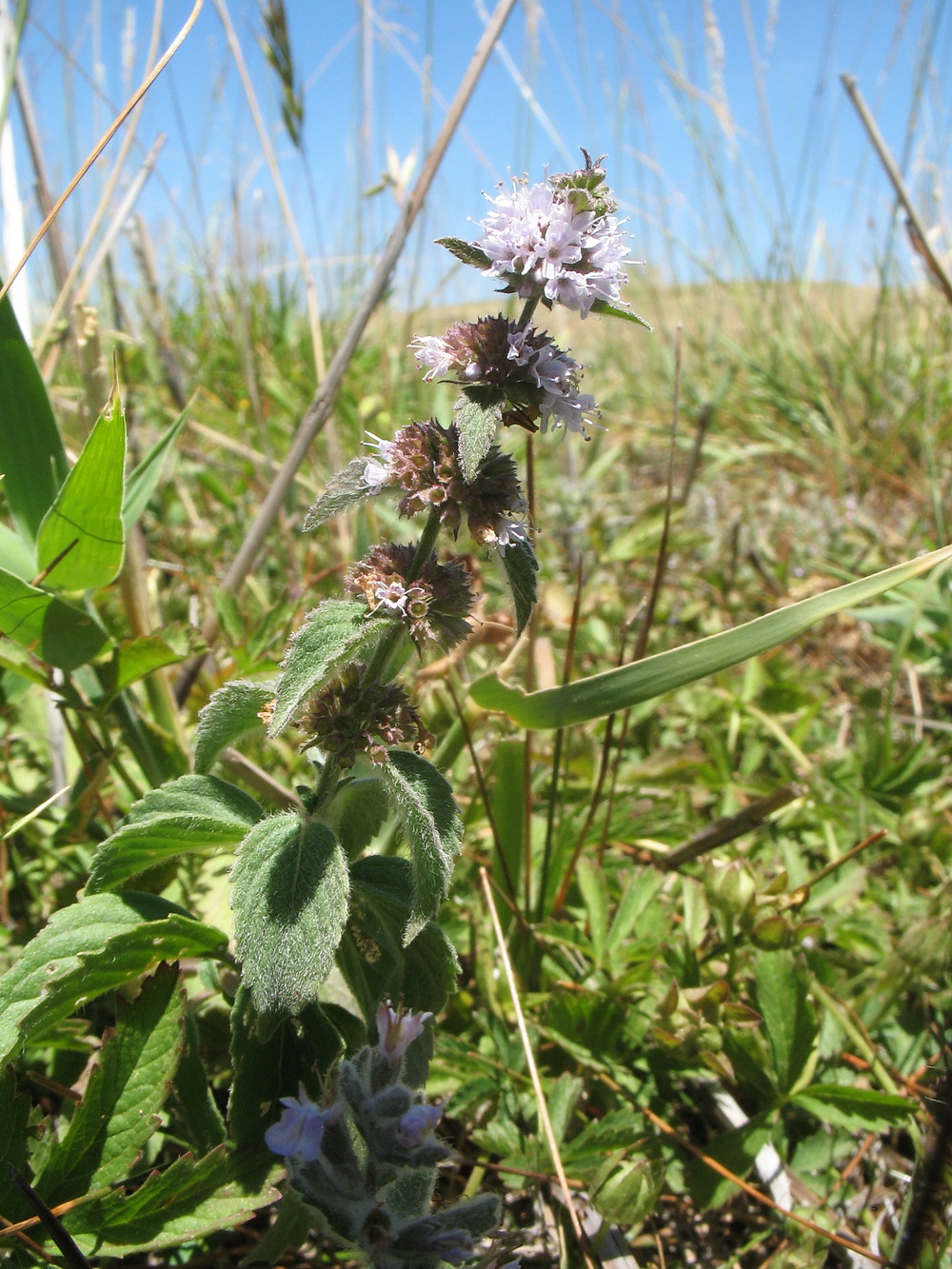 Image of Mentha &times; interrupta specimen.