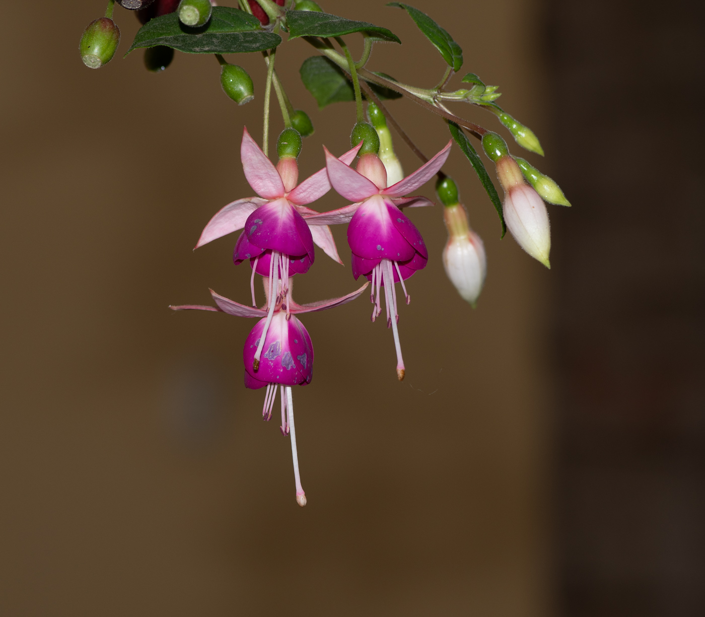 Image of genus Fuchsia specimen.