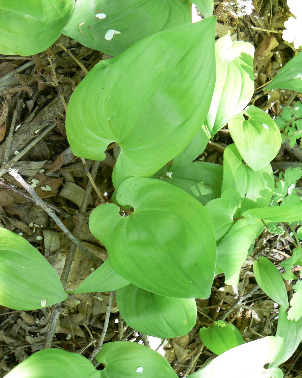 Image of Maianthemum bifolium specimen.