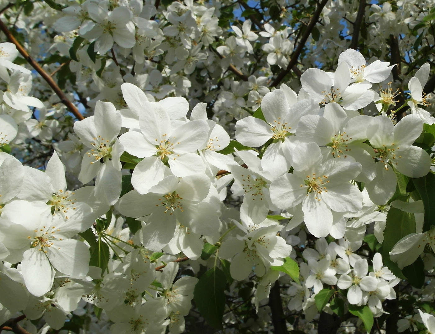 Изображение особи Malus baccata.