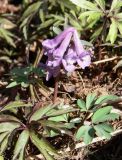 Corydalis solida