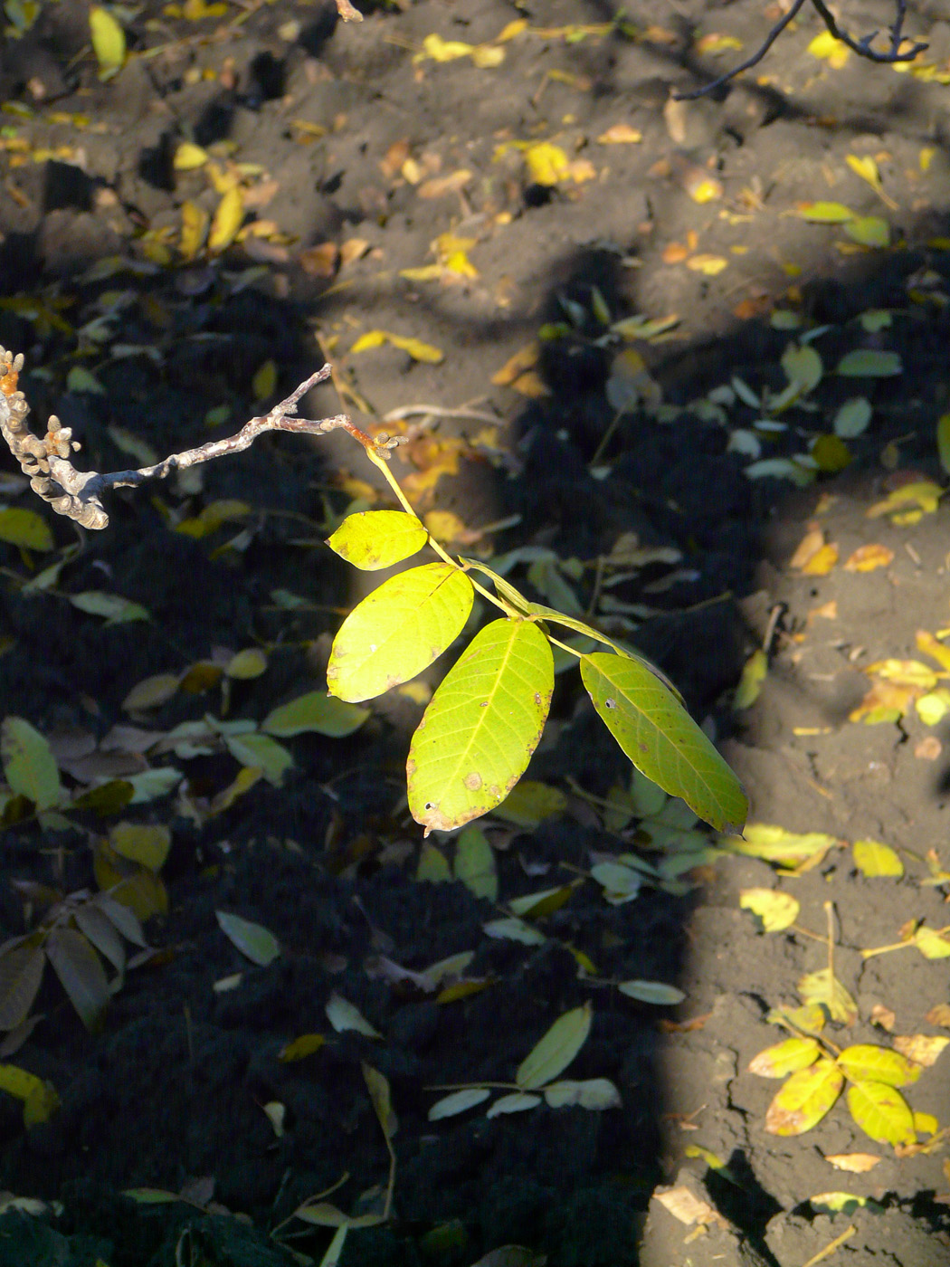 Image of Juglans regia specimen.