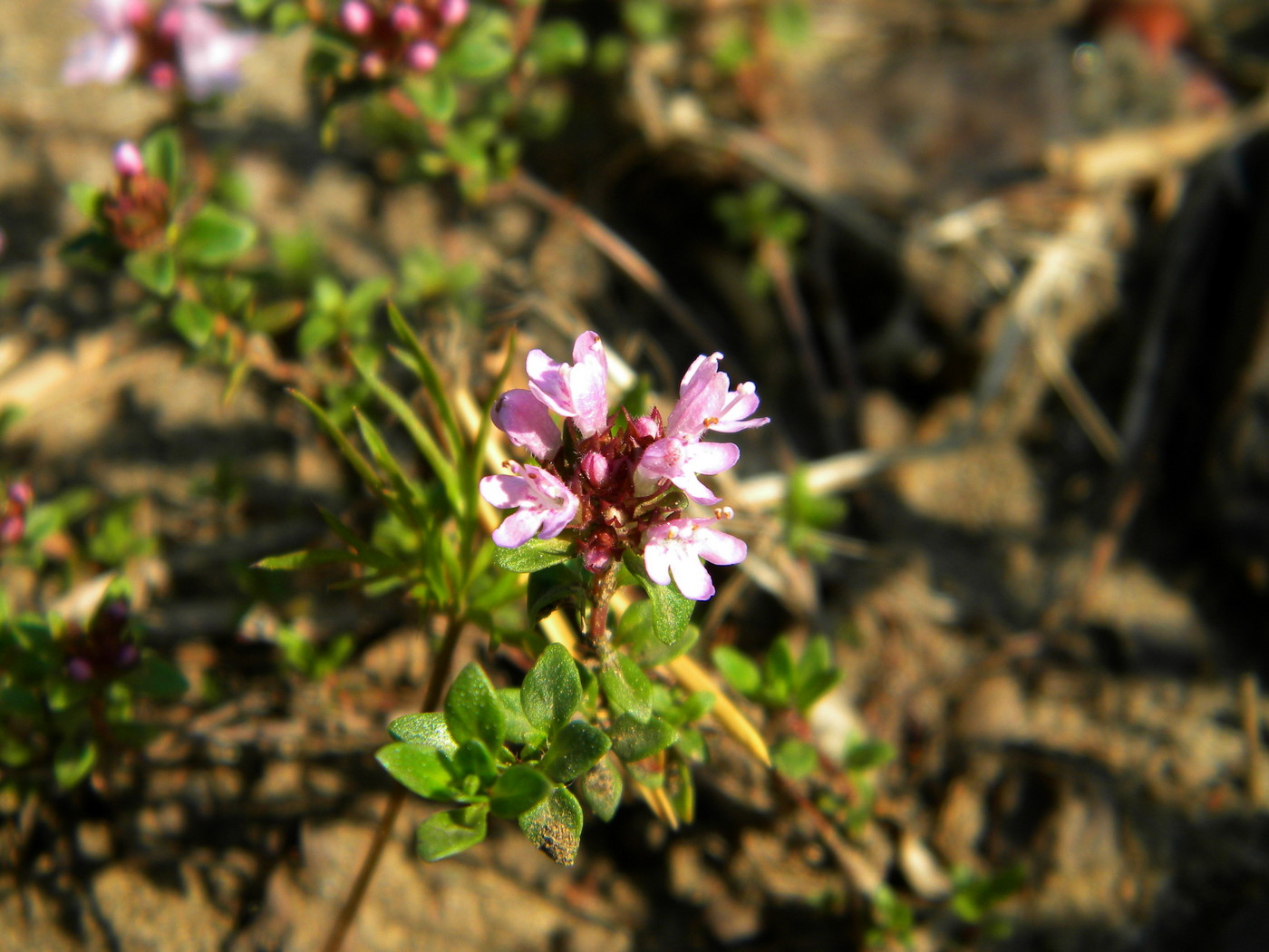 Image of Thymus jenisseensis specimen.