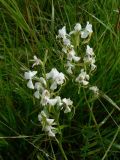 Habenaria linearifolia