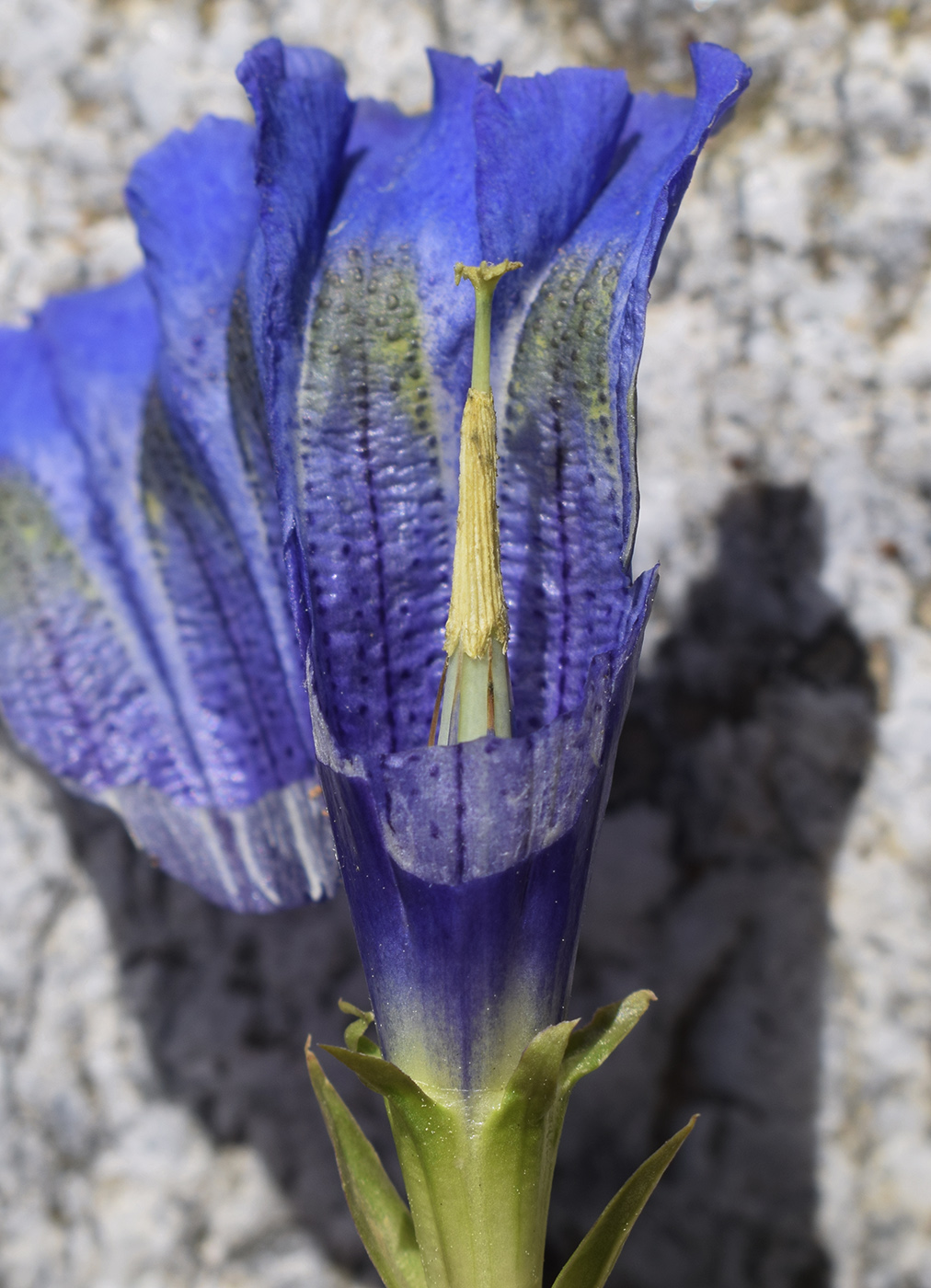 Image of Gentiana alpina specimen.