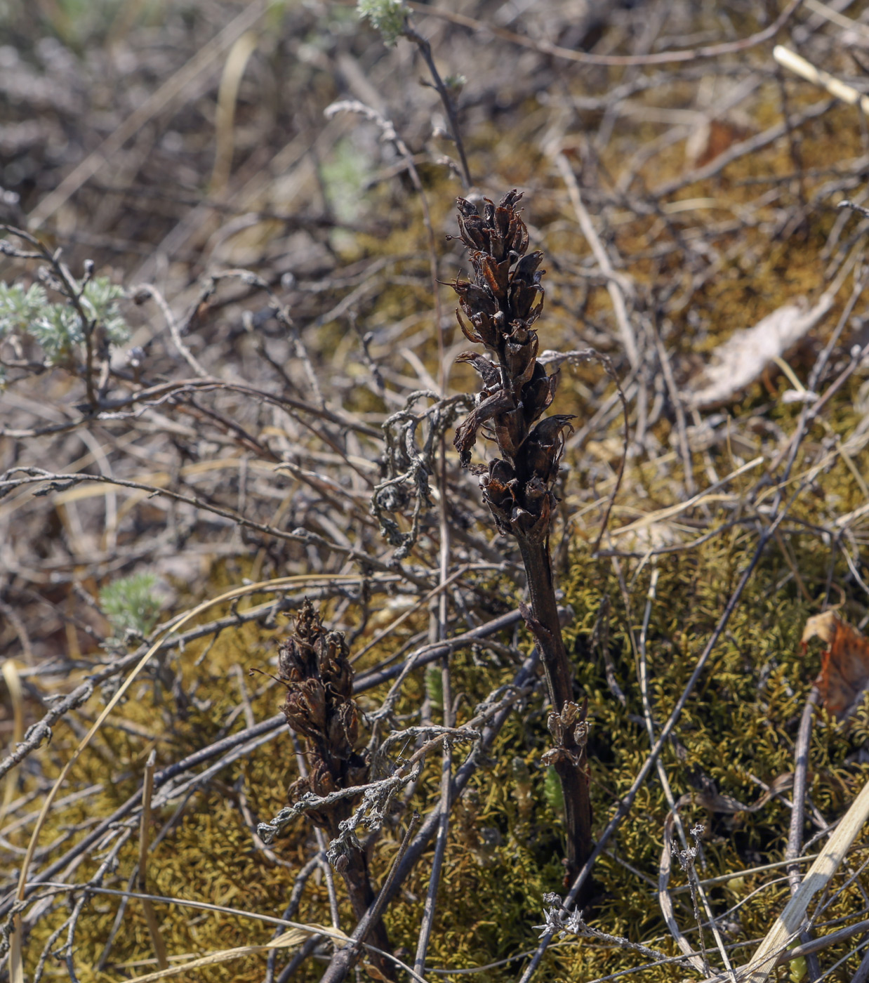 Image of Orobanche krylowii specimen.