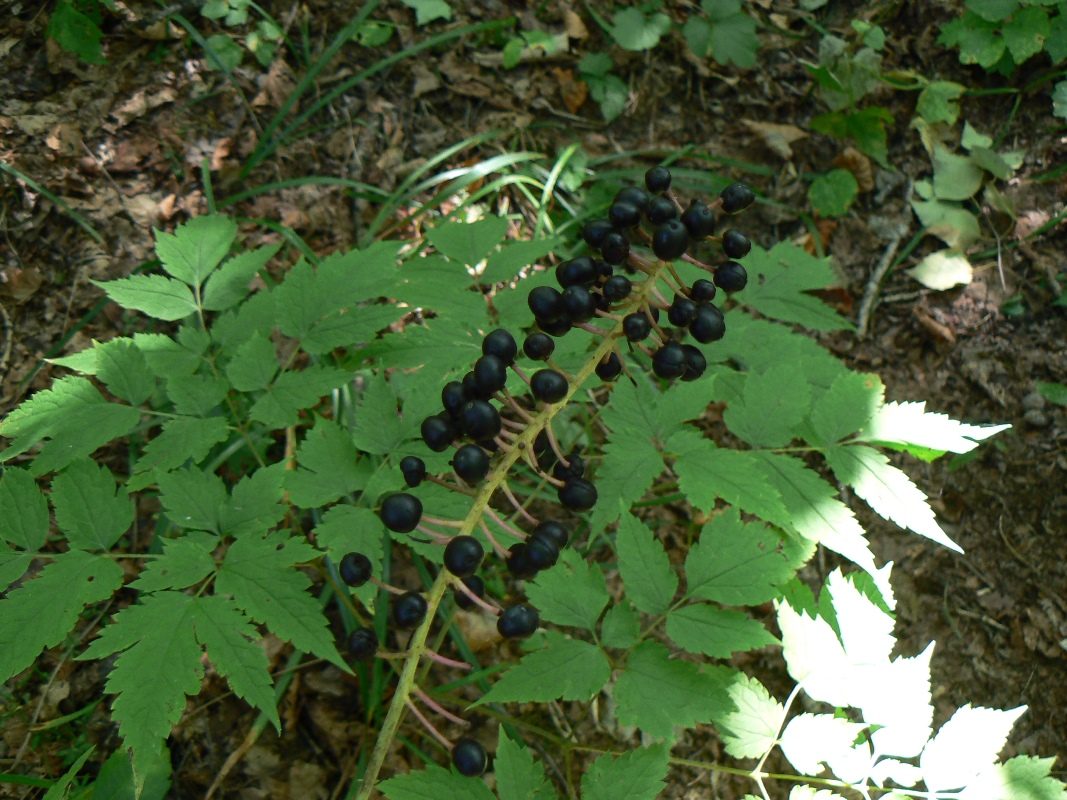 Image of Actaea asiatica specimen.