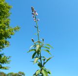 Lysimachia dubia. Верхушка цветущего растения. Республика Абхазия, Гудаутский р-н, г. Новый Афон, сорное на газоне. Июль 2021 г.