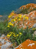 Senecio vernalis. Цветущее растение. Крым, Караларский природный парк, окр. бухты Коровья, каменистый склон. 07.05.2021.