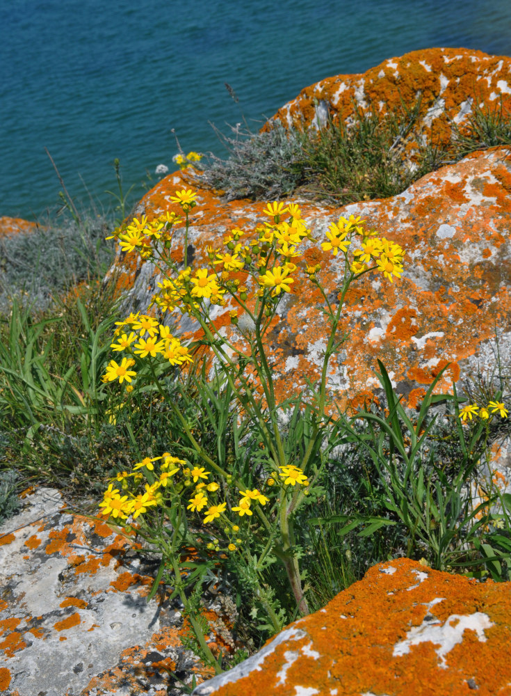 Image of Senecio vernalis specimen.