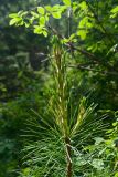 Pinus sibirica