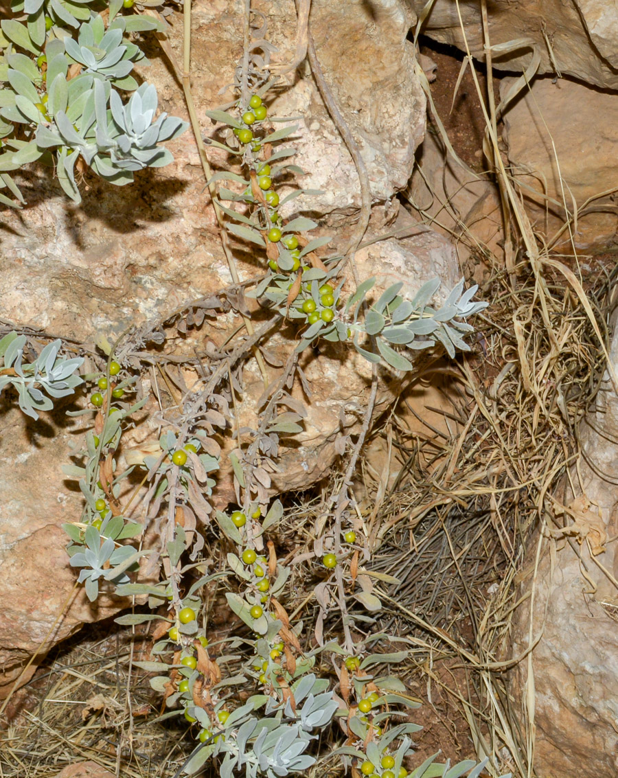 Изображение особи Eremophila glabra.